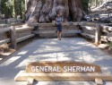 Nejoběmnější strom na světe - General Shermen sequoia